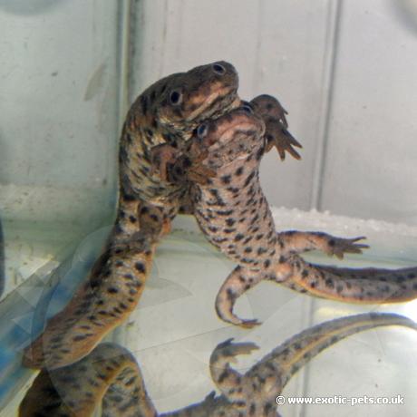 Sharpe Ribbed Newts in amplexus
