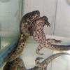 Sharpe Ribbed Newts in amplexus photo