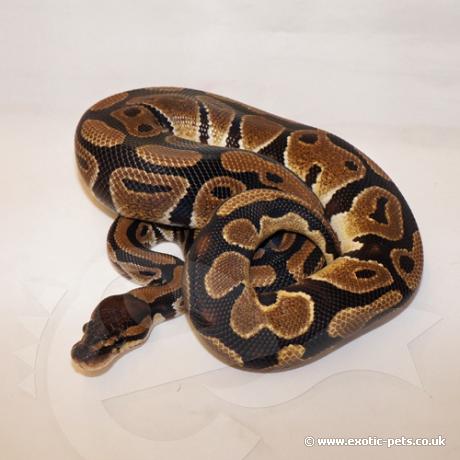 royal python or ball python python regius Images... *