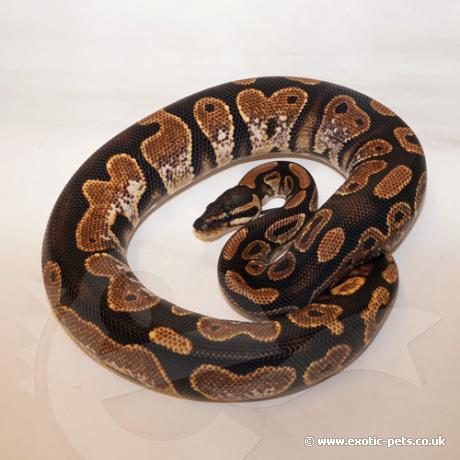 royal python or ball python python regius Images... *