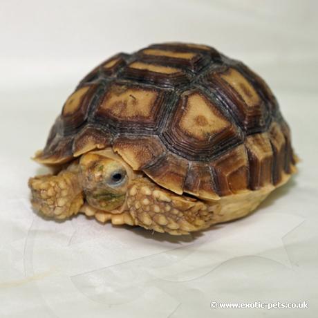 Sulcata Tortoise