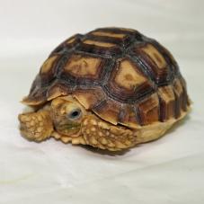 Sulcata Tortoise (Geochelone sulcata)