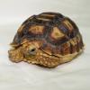 Sulcata Tortoise - Baby photo