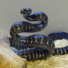 Mangrove Snake (Boiga dendrophila)