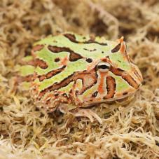 Fantasy Horned Frog (Ceratophrys cranwelli x ornata)