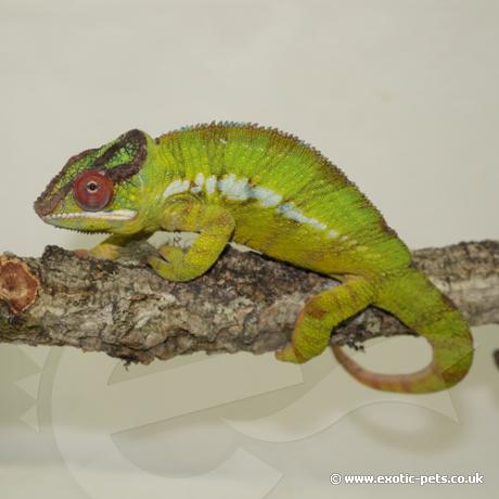 Panther Chameleon - Nosy Mitseo Male