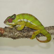 cheap lizards for sale online