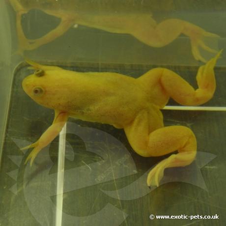 African Clawed Frog