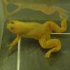 Albino African Clawed Frog photo