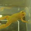 Albino African Clawed Frog - close up photo