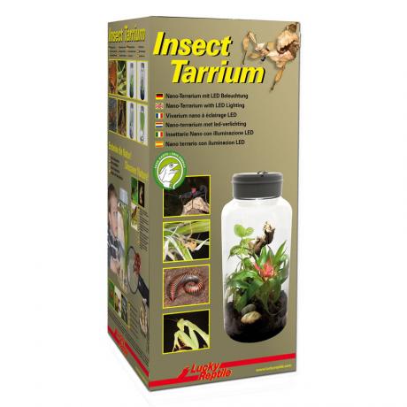 Lucky Reptile InsectTarrium