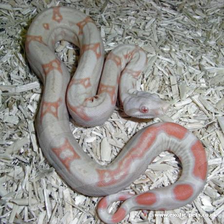 Albino Common Boa Constrictor