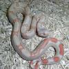 Albino Common Boa Constrictor photo