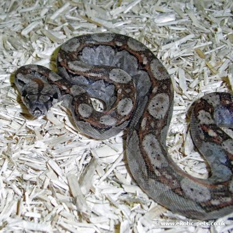 Central American Boa El Salvador