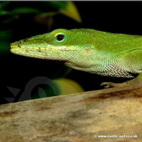 green anole starter kit