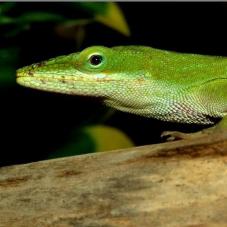 Green Anole (Anolis carolinensis)