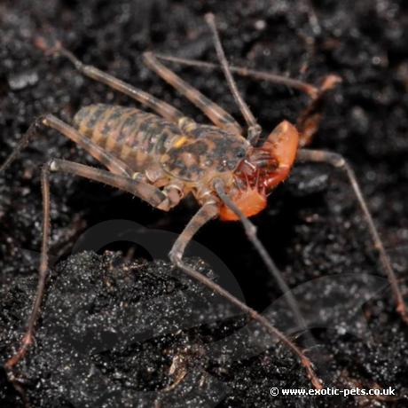 Tail-less Whip Scorpion - baby
