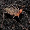 Tail-less Whip Scorpion - baby photo