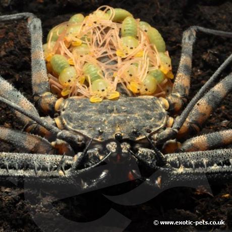 Tail-less Whip Scorpion - Mother and babies