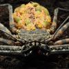 Tail-less Whip Scorpion - Mother and babies photo