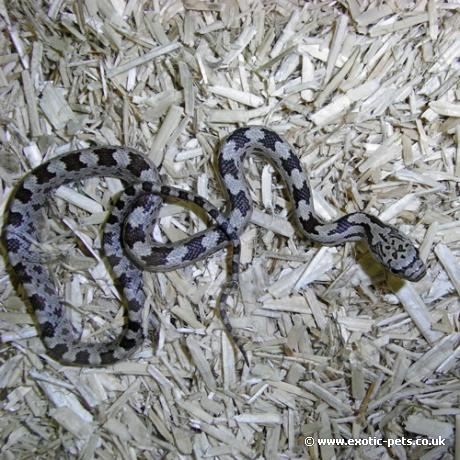Grey Rat Snake - Baby