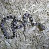 Grey Rat Snake - Baby photo