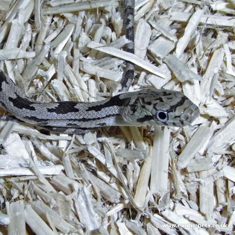 Grey Rat Snake - close up