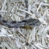 Grey Rat Snake - close up photo