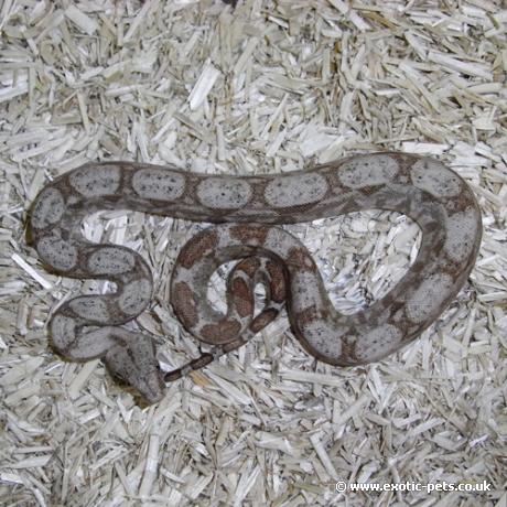 Hog Island Boa - full view