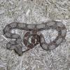 Hog Island Boa - full view photo