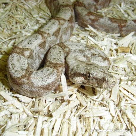 Hog Island Boa - close up