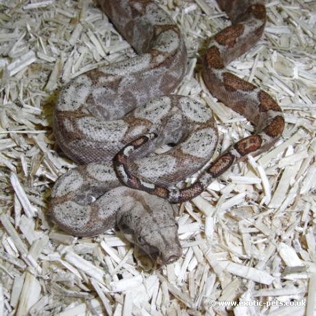 Hog Island Boa - tail