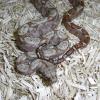 Hog Island Boa - tail photo