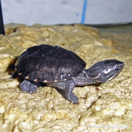 Common Musk Turtle - baby