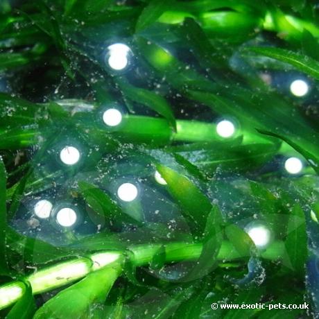 Axolotl Spawn - white eggs