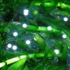 Axolotl Spawn - white eggs photo