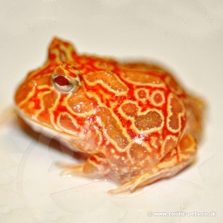 Strawberry Horned Frog