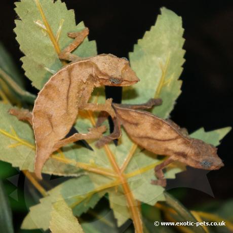 Pitless Pygmy Chameleon