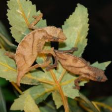 Pitless Pygmy Chameleon (Rhampholeon nchisiensis)