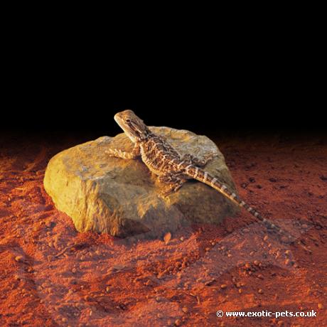 Exo Terra Heat Wave Rock with lizard