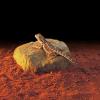 Exo Terra Heat Wave Rock with lizard photo