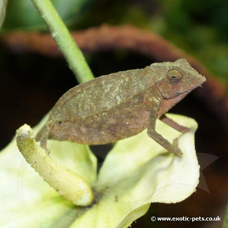 Bearded Pygmy Chameleon