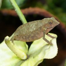 Bearded Pygmy Chameleon (Rhampholeon brevicaudatus)