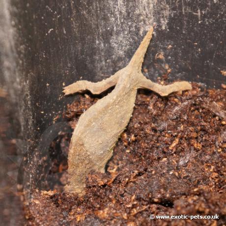 Bearded Pygmy Chameleon laying eggs - Bearded Pygmy Chameleon