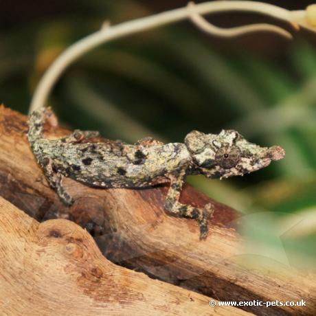 Rosette Nosed Pygmy Chameleon - Young female