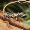 Rosette Nosed Pygmy Chameleon - Young female photo