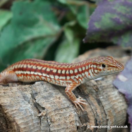 Southern Long Tailed Lizard