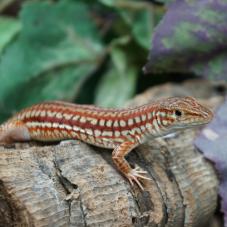 Southern Long Tailed Lizard (Latastia longicaudata)