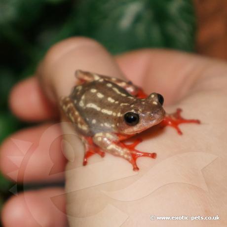 Variable Reed Frog