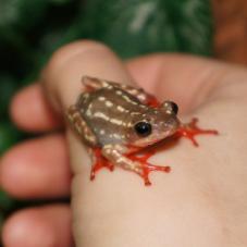 Variable Reed Frog (Hyperolius viridiflavus)